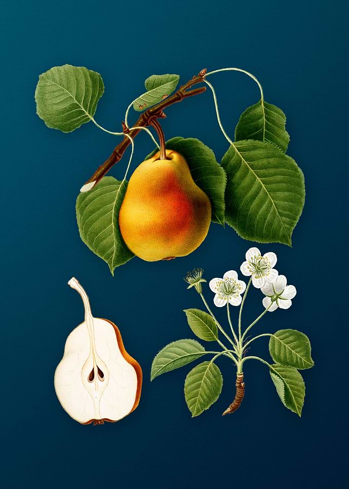 Vintage Fruit Illustration