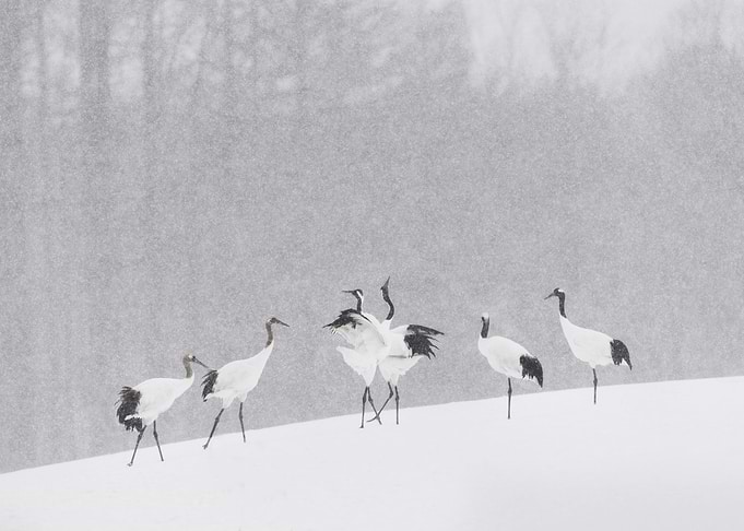 Japanese Cranes