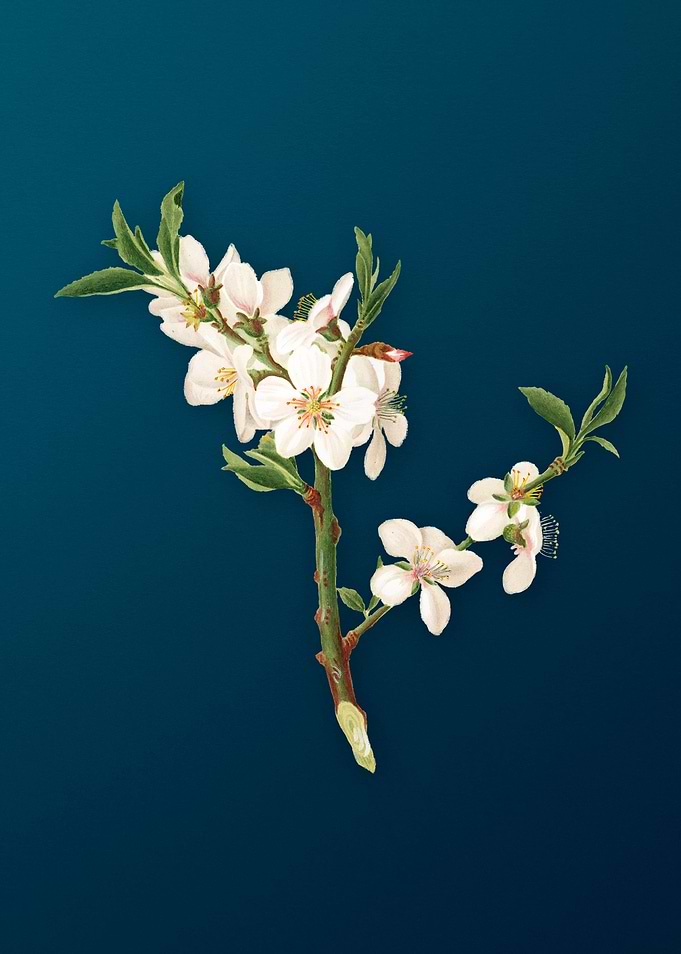 Almond Tree Flower Fruit