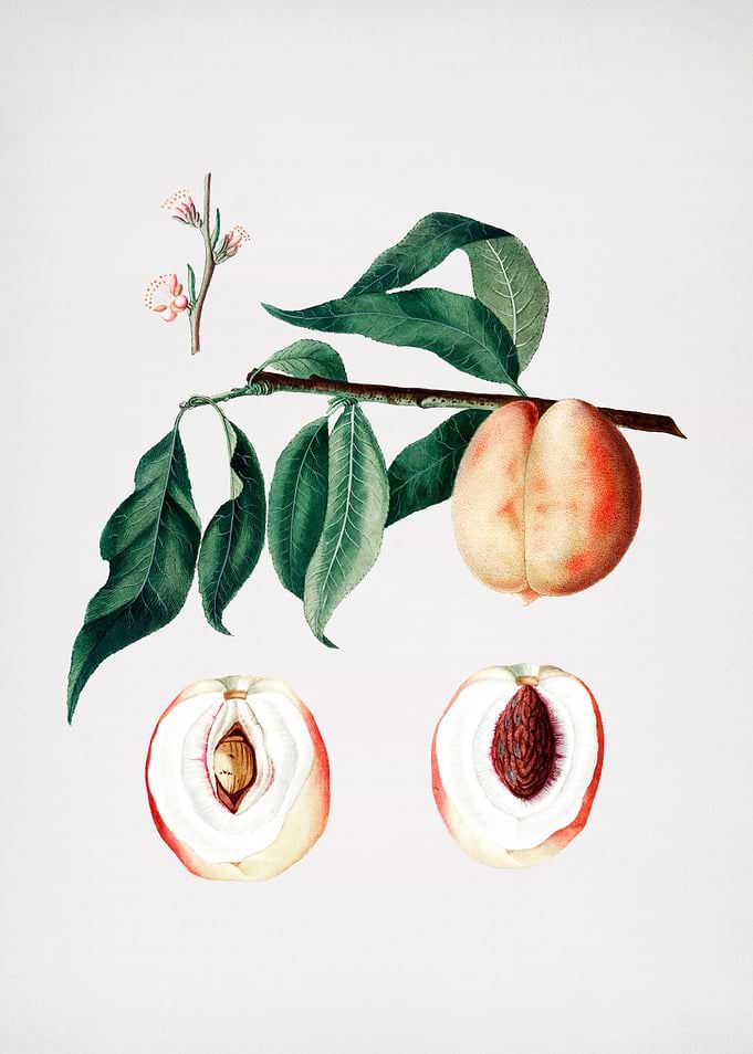 Vintage Peach Illustration