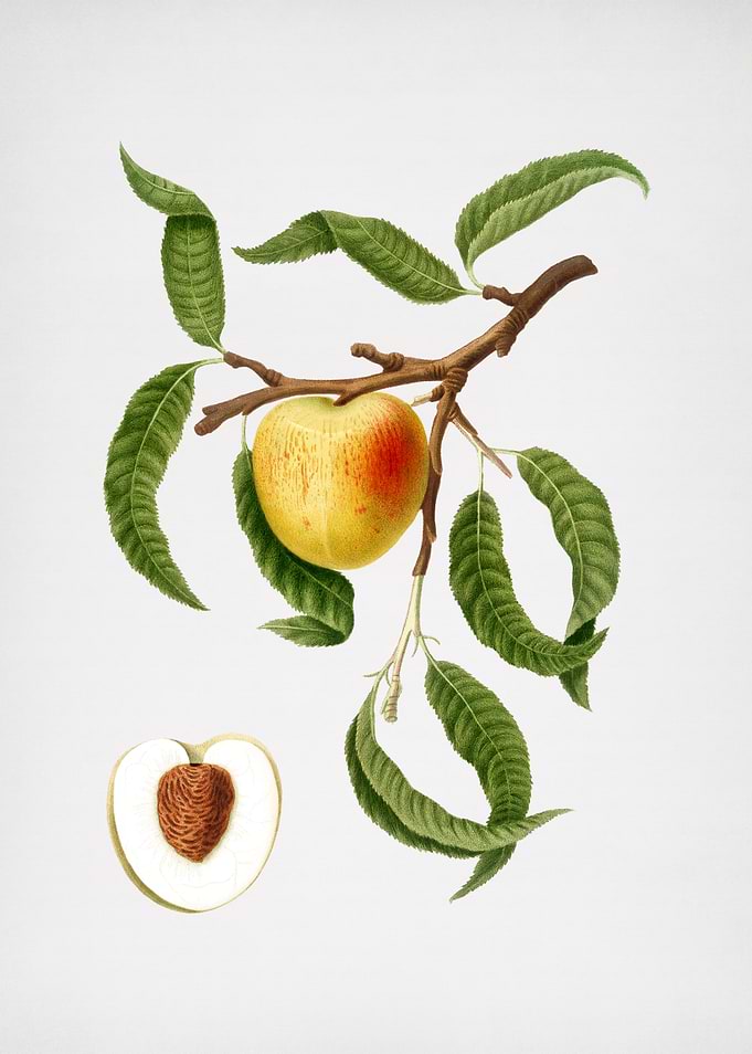 Vintage Peach Illustration