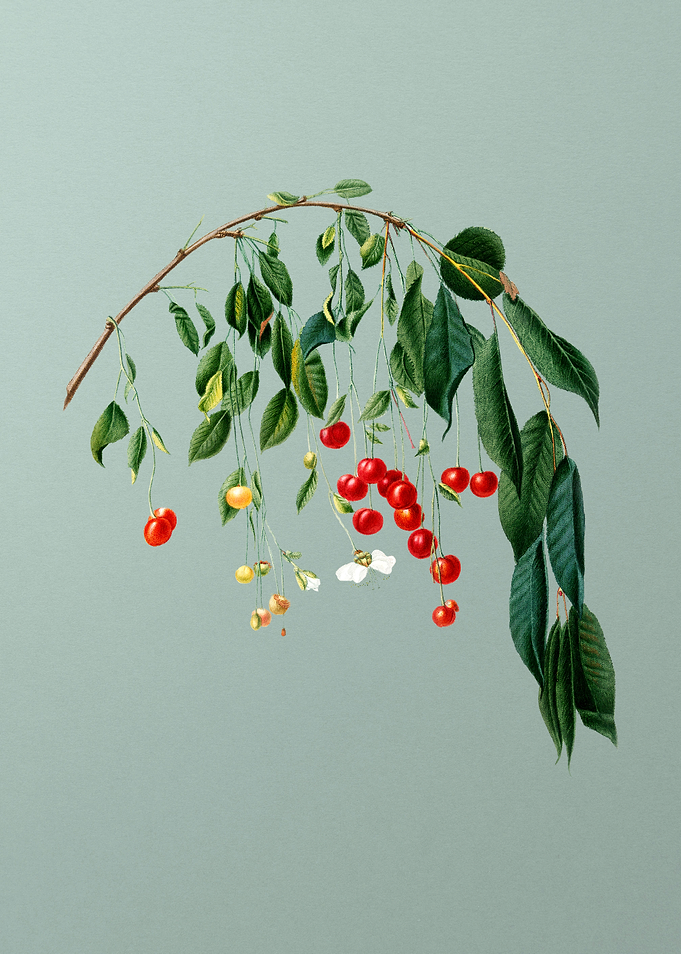 Visciola Cherries on Mint