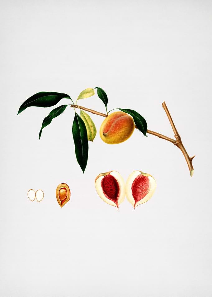 Vintage Peach Illustration