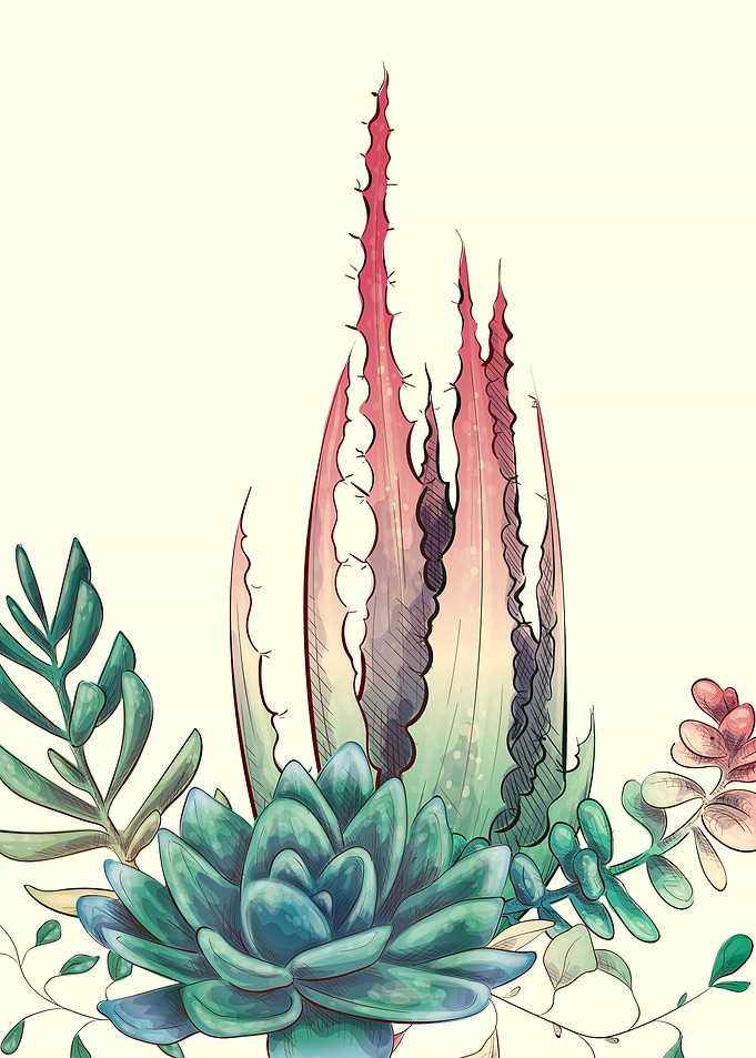 Pretty Aloe Vera