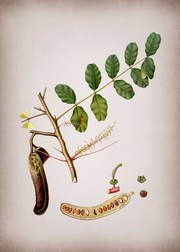 Vintage Carob Fruit Poster