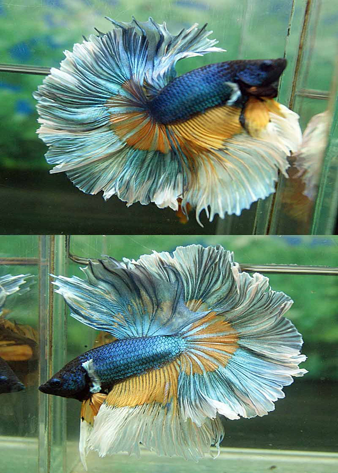 blue body white fin