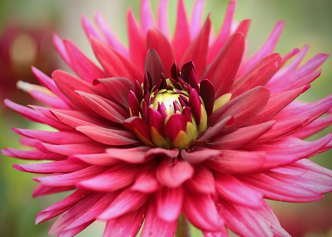 Dahlia