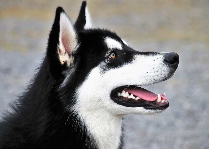 Cute Dog
