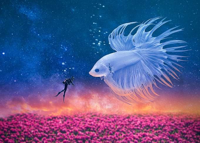 Dreaming of a fish
