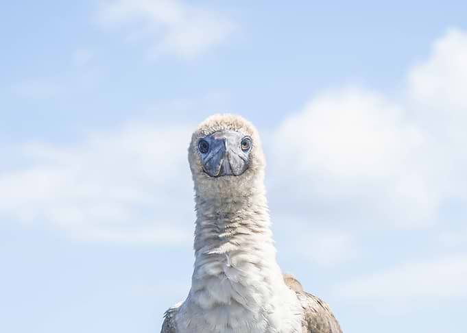 gannet funny