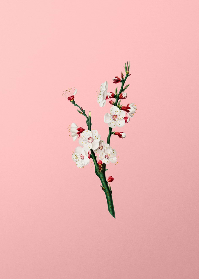 Vintage Apricot Flower Art