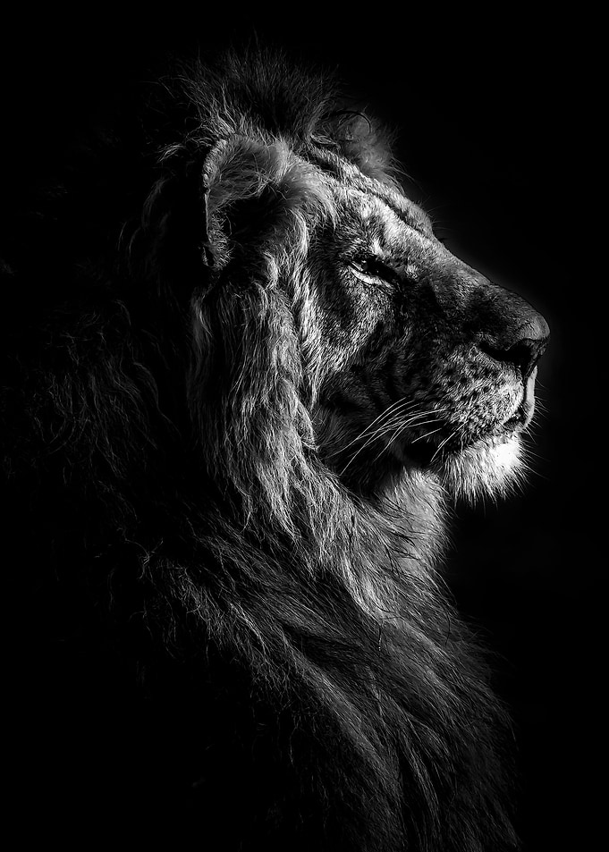 Lion king black and white