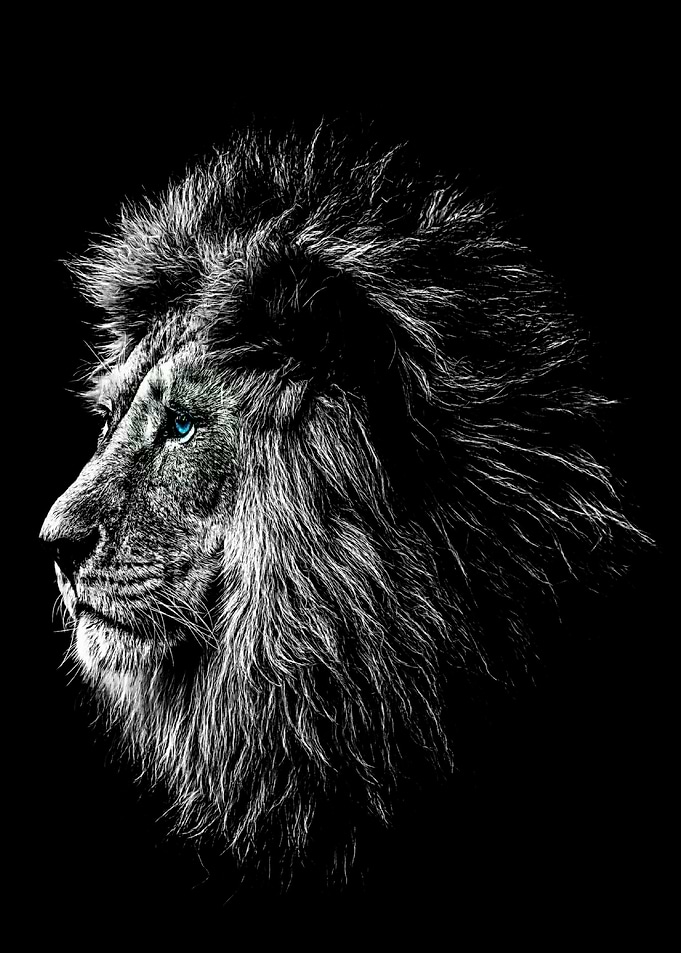 The lion of king