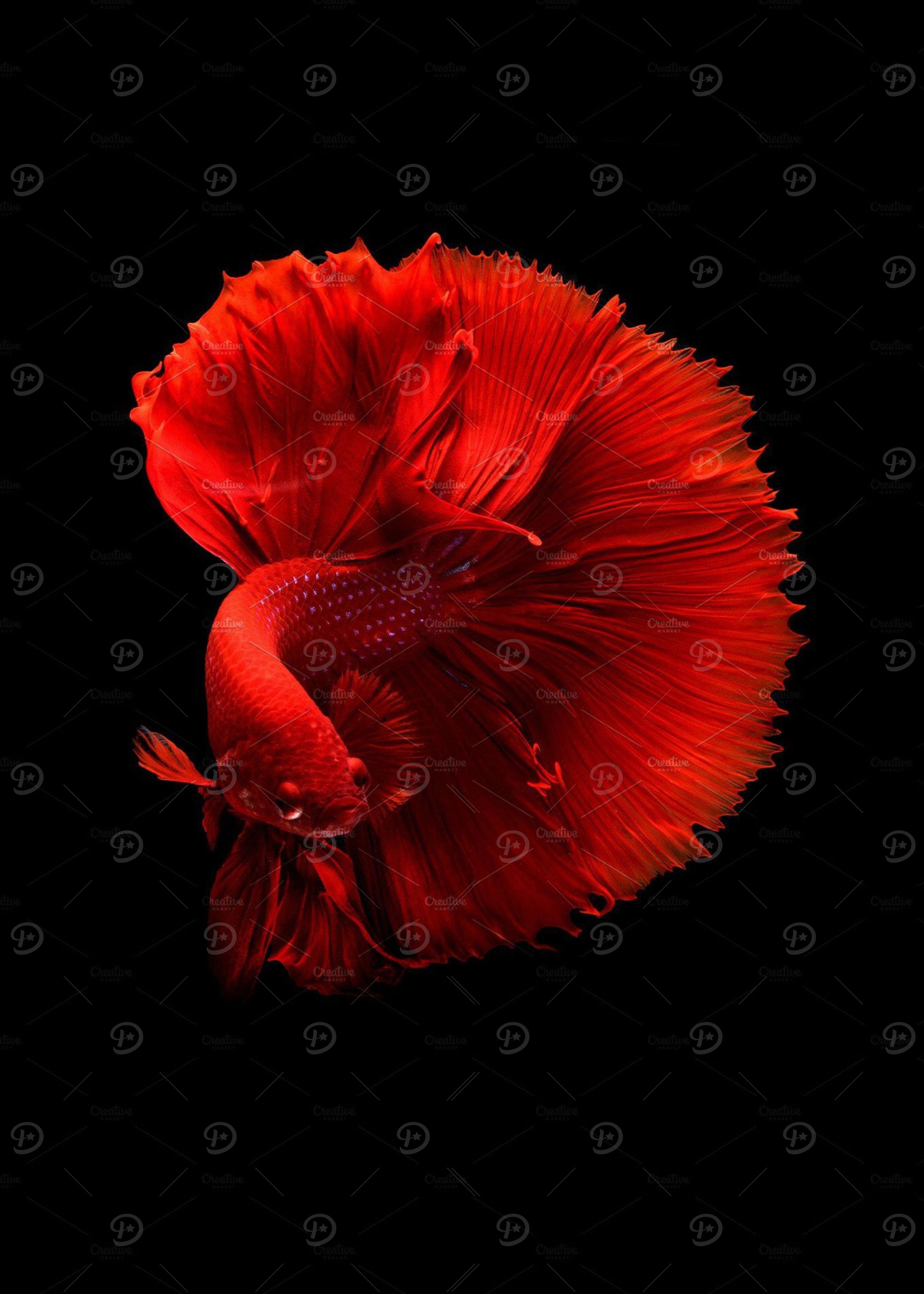 head fin tail red