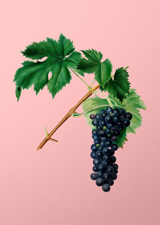 Vintage Aleatico Grape Art