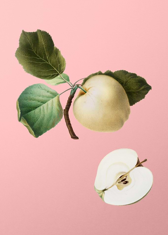 Vintage Astracan Apple Art