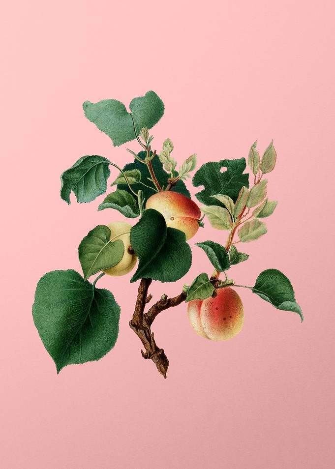 Vintage Apricot Fruit Pink