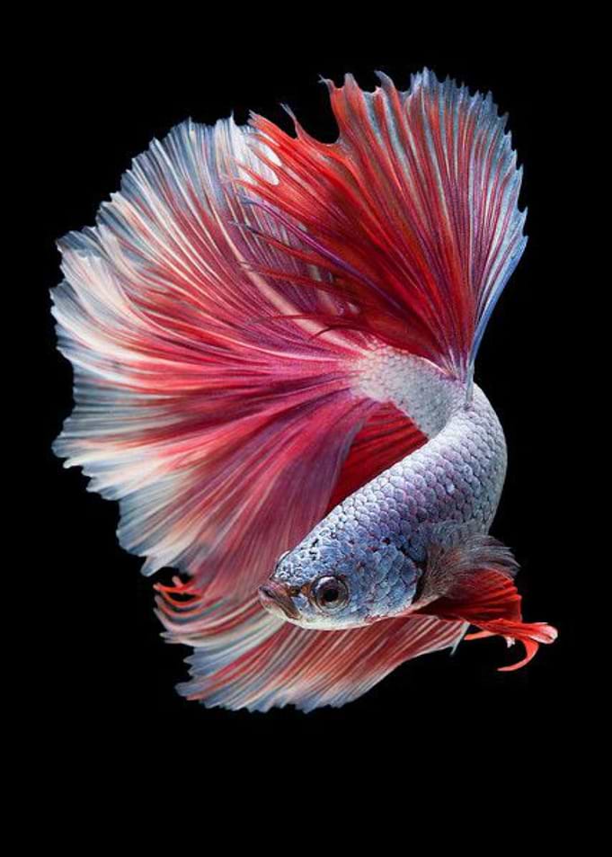 purple body fin red