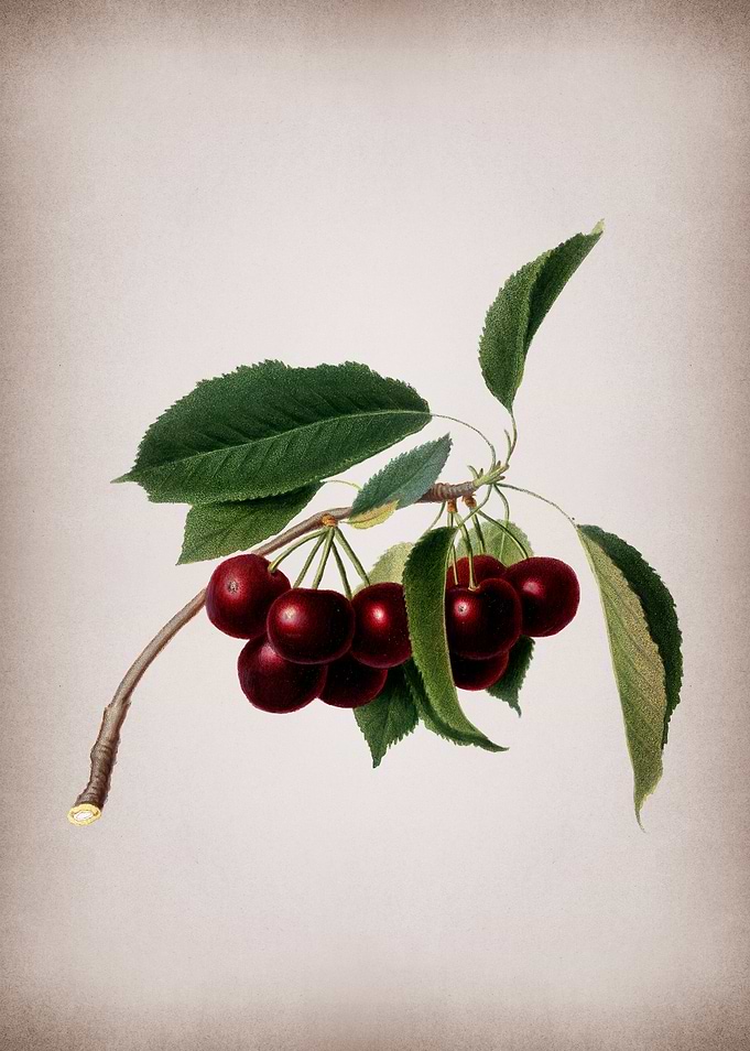 Vintage Cherry Fruit Flora
