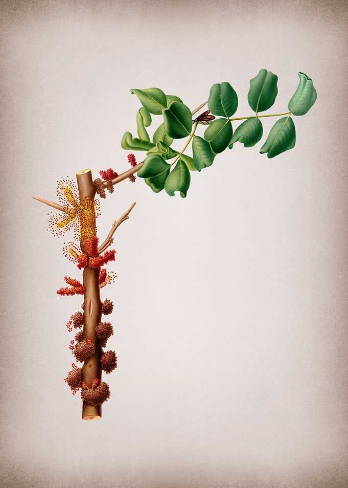 Vintage Carob Flower Fruit