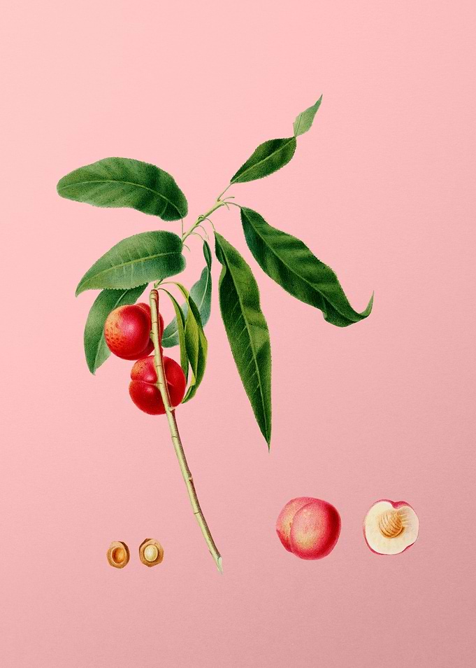 Vintage Apricot Fruit Food