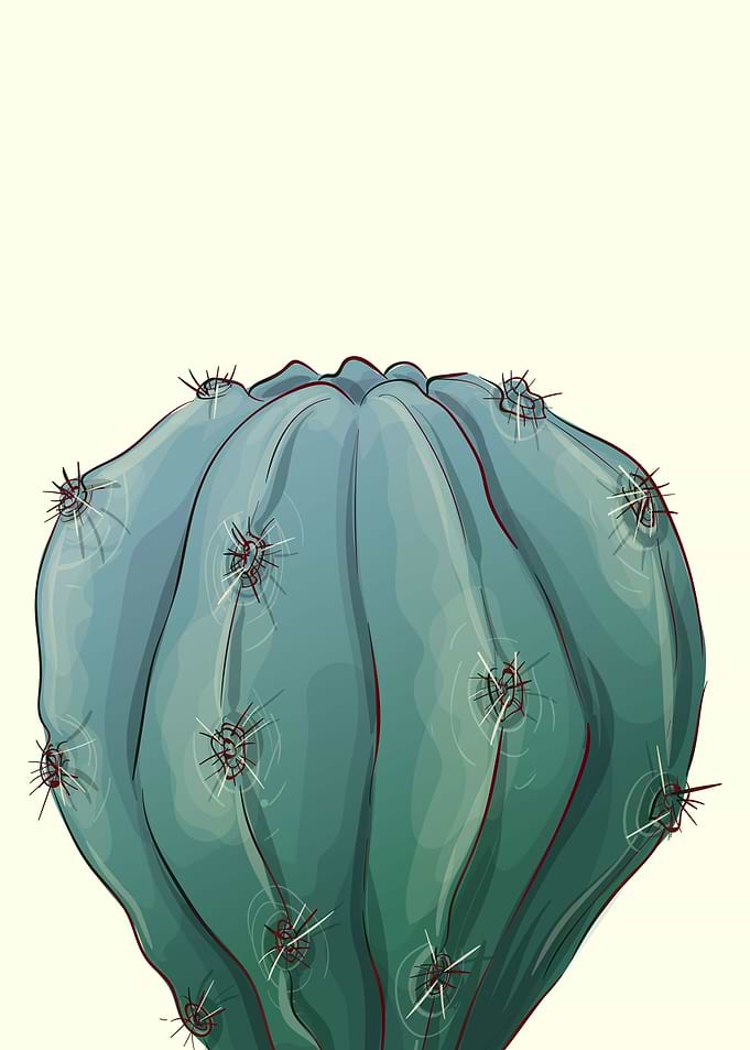 Minimal Cactus