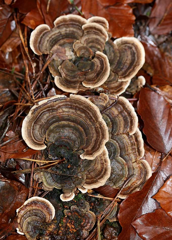 Wild forest mushroom macro