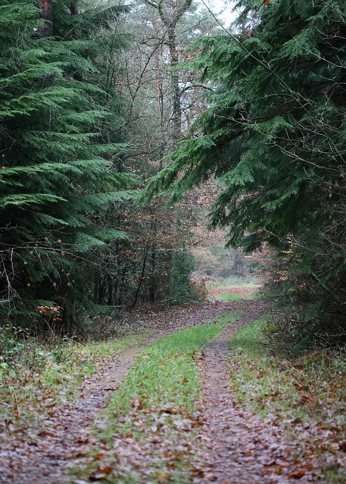 Forest exploring Germany
