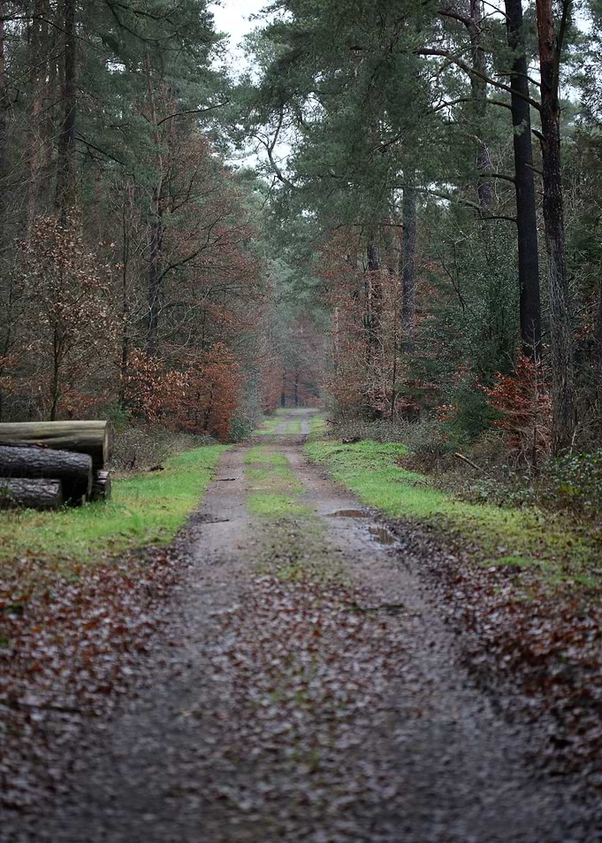 Forest exploring Germany