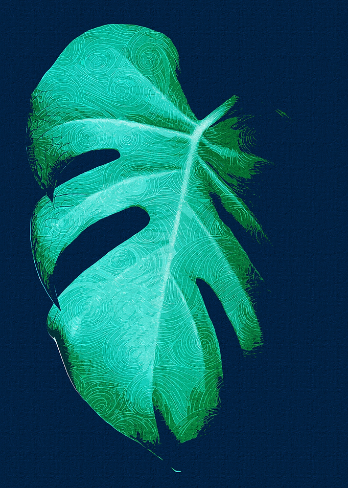 Single Monstera Leaf Black
