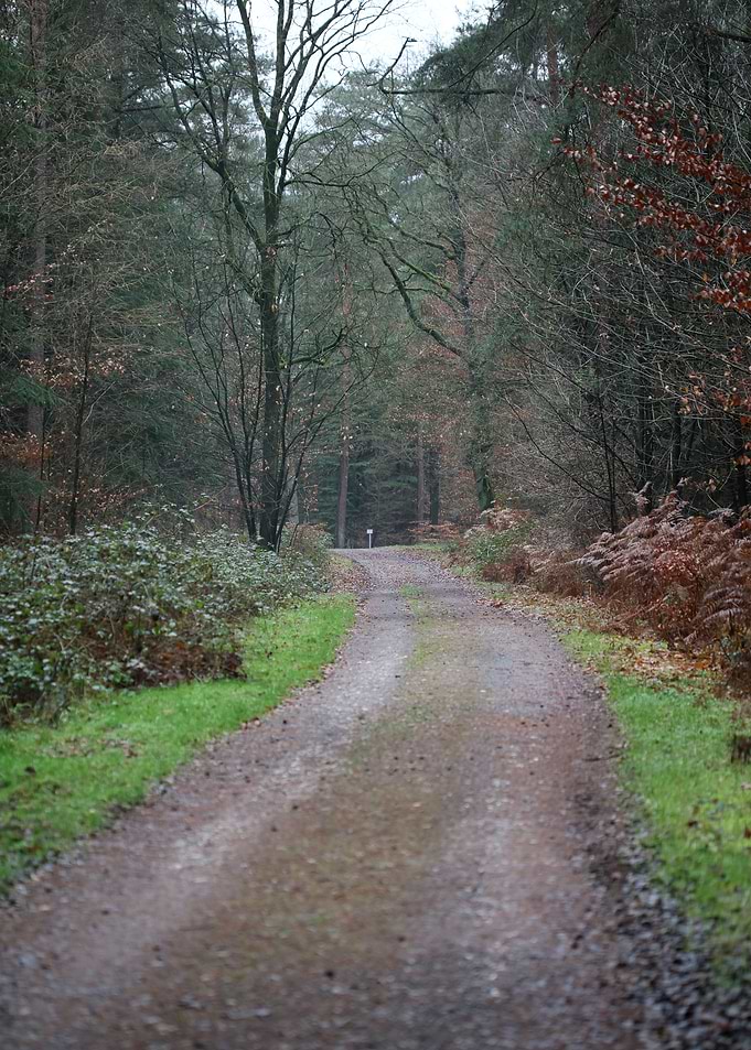 Forest exploring Germany