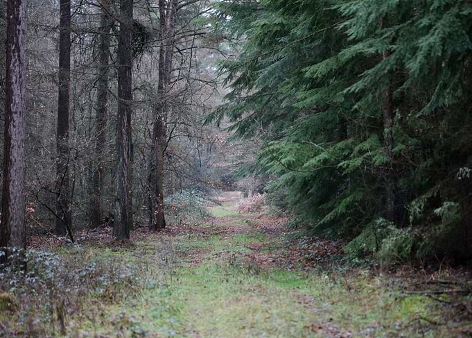 Forest exploring Germany