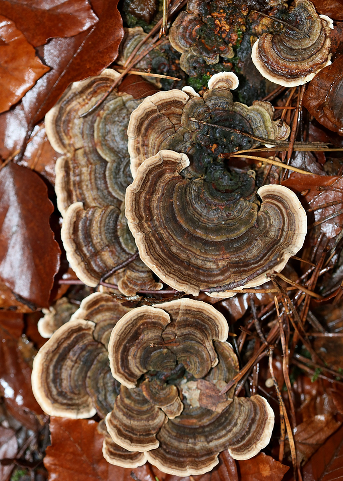 Wild forest mushroom macro