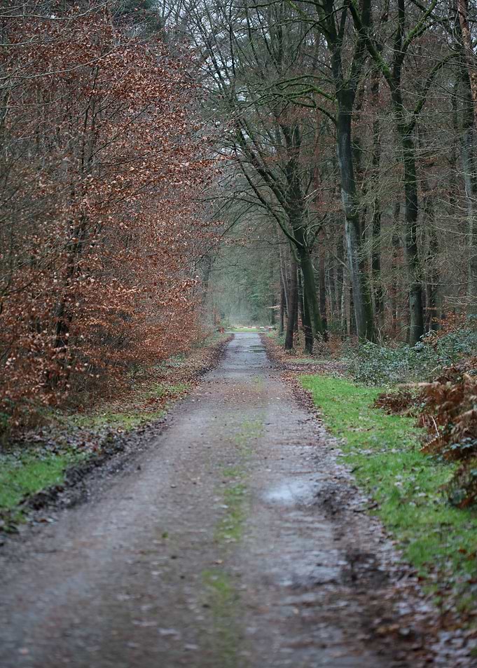 Forest exploring Germany