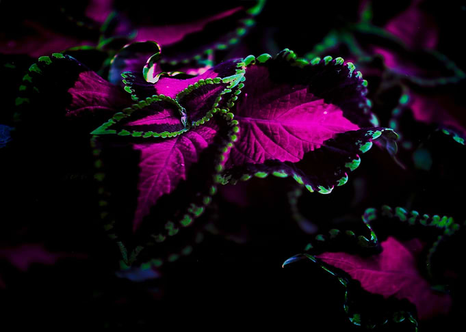 black and purple