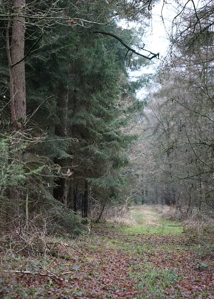 Forest exploring Germany
