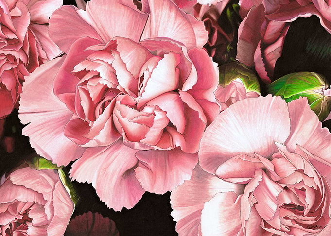 Pink Carnations