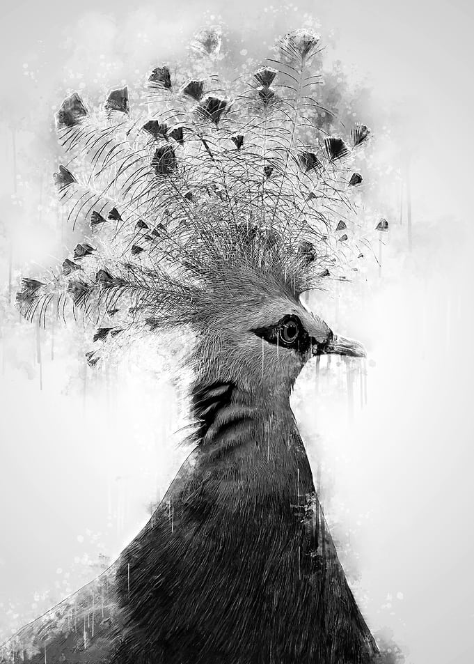 Victoria Crowned Dove BW
