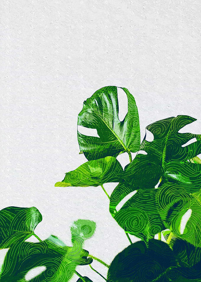 Monstera Leaves 3
