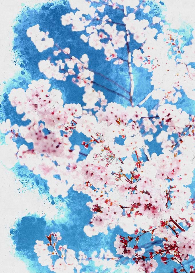 Sakura