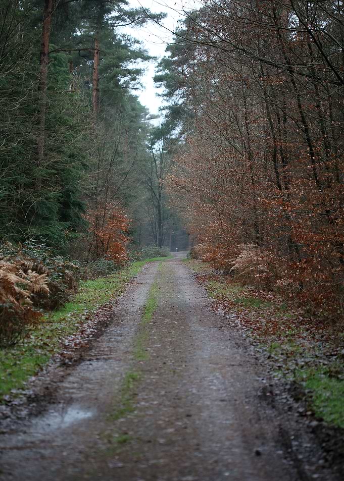 Forest exploring Germany