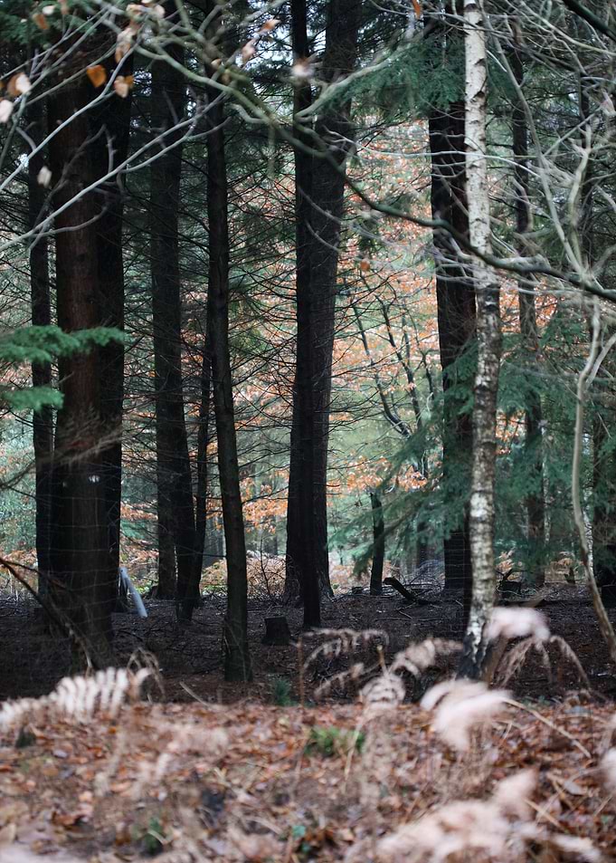 Forest exploring Germany