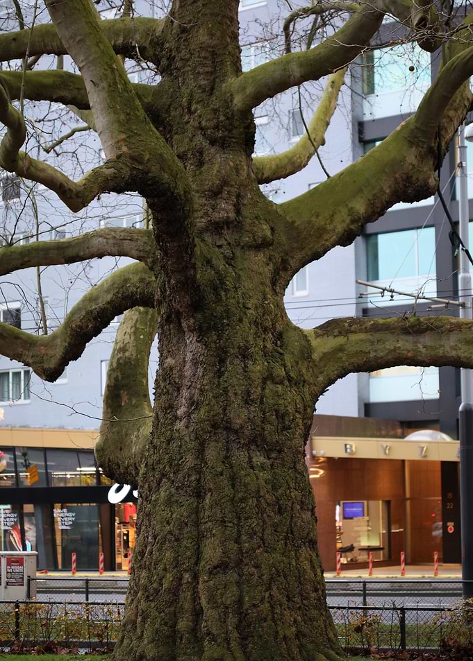Amsterdam city tripping