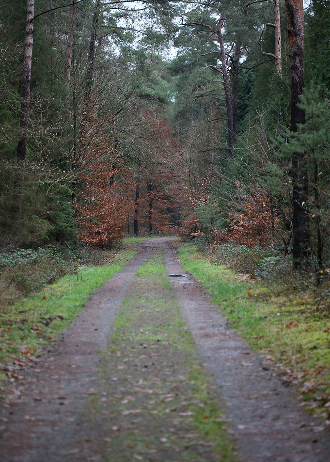 Forest exploring Germany