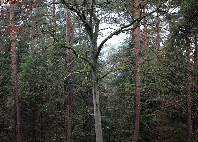 Forest exploring Germany