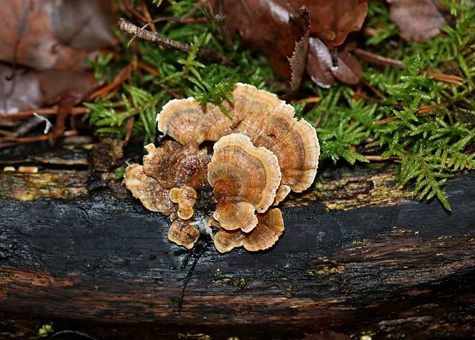 Wild forest mushroom macro