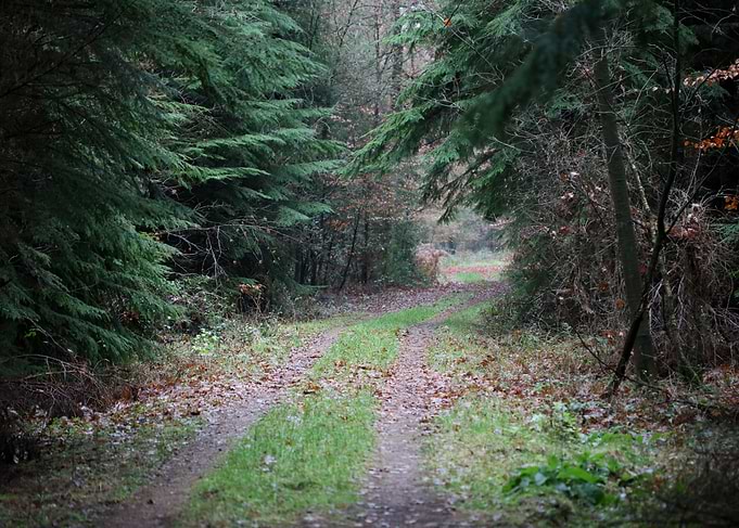 Forest exploring Germany