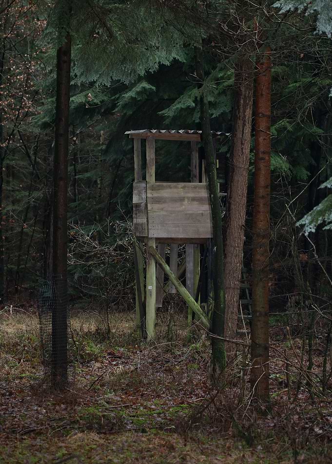 Forest exploring Germany