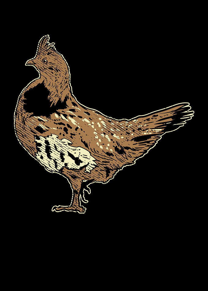 Ruffed Grouse