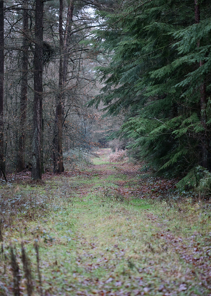 Forest exploring Germany